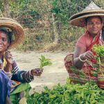 Advancing Sustainable Agriculture in Zimbabwe: CSR & Youth Empowerment