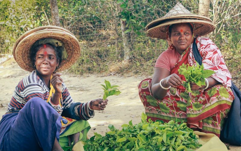 Advancing Sustainable Agriculture in Zimbabwe: CSR & Youth Empowerment